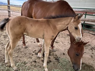 Two Horses for One Price – Mare & Colt Package