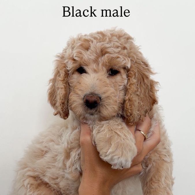 Multigen Medium Goldendoodle Puppies | Home Raised | Health Checked
