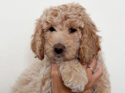 Multigen Medium Goldendoodle Puppies | Home Raised | Health Checked
