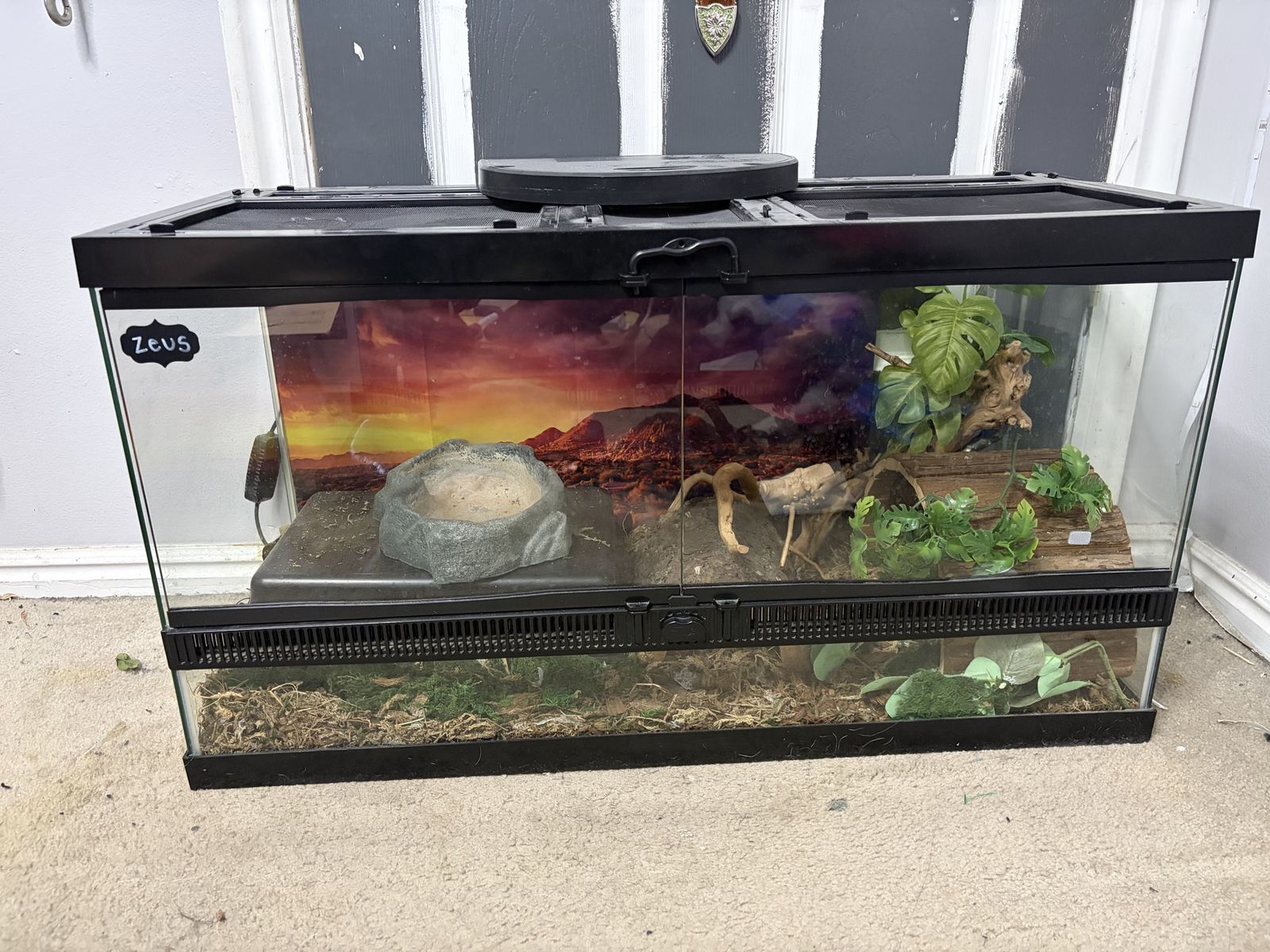 Full reptile setup