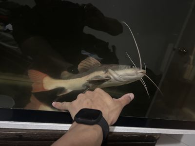 Red Tail Catfish
