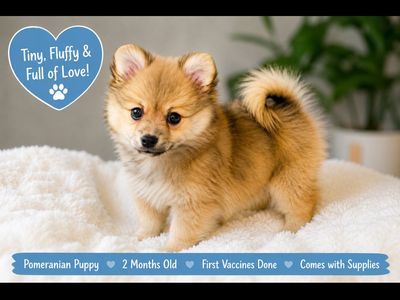 Purebred Pomeranian Puppy + vaccines included+ dog supplies
