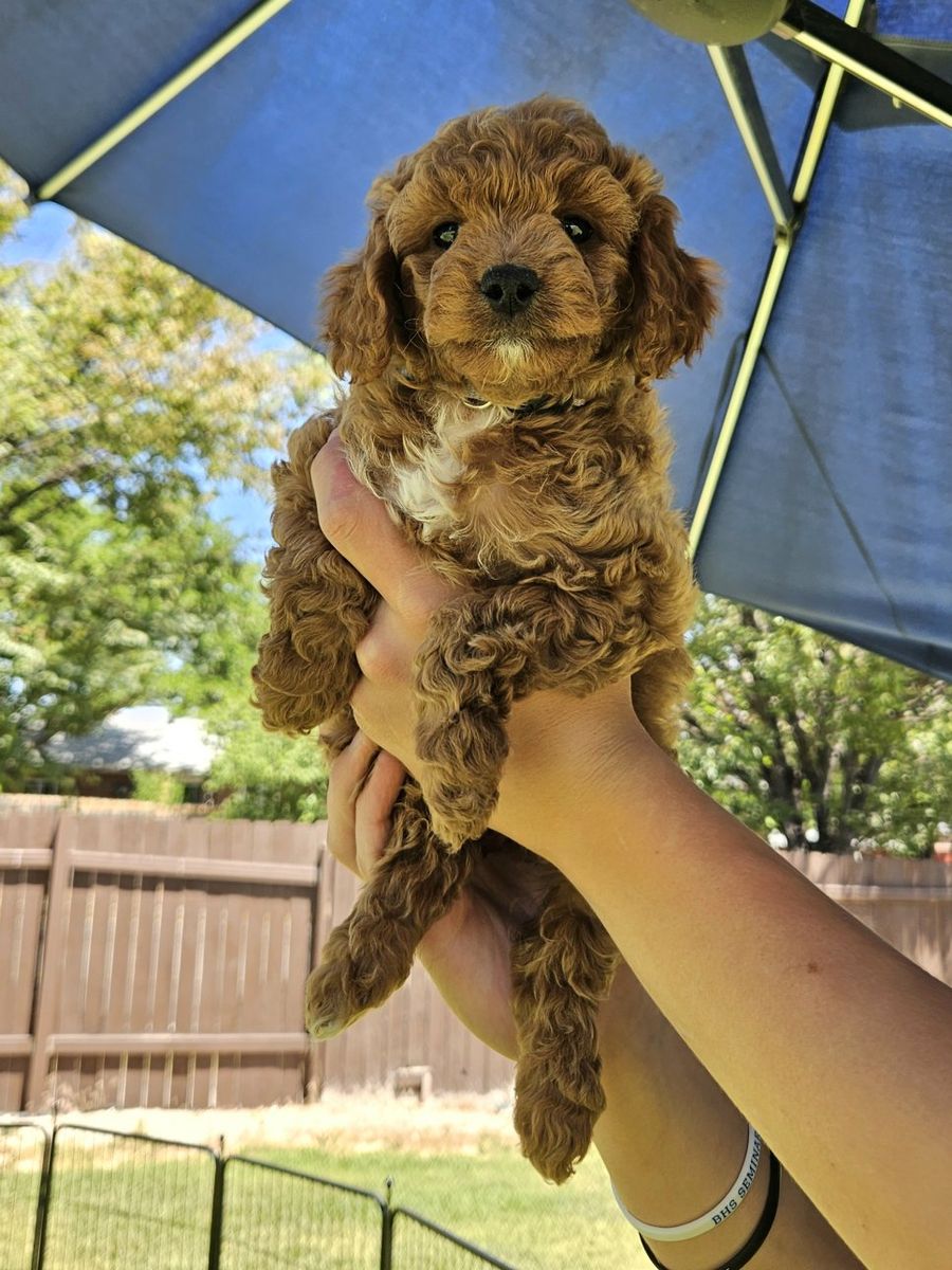 Female Golden Cavapoo puppy-ready now