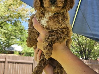 Female Golden Cavapoo puppy-ready now
