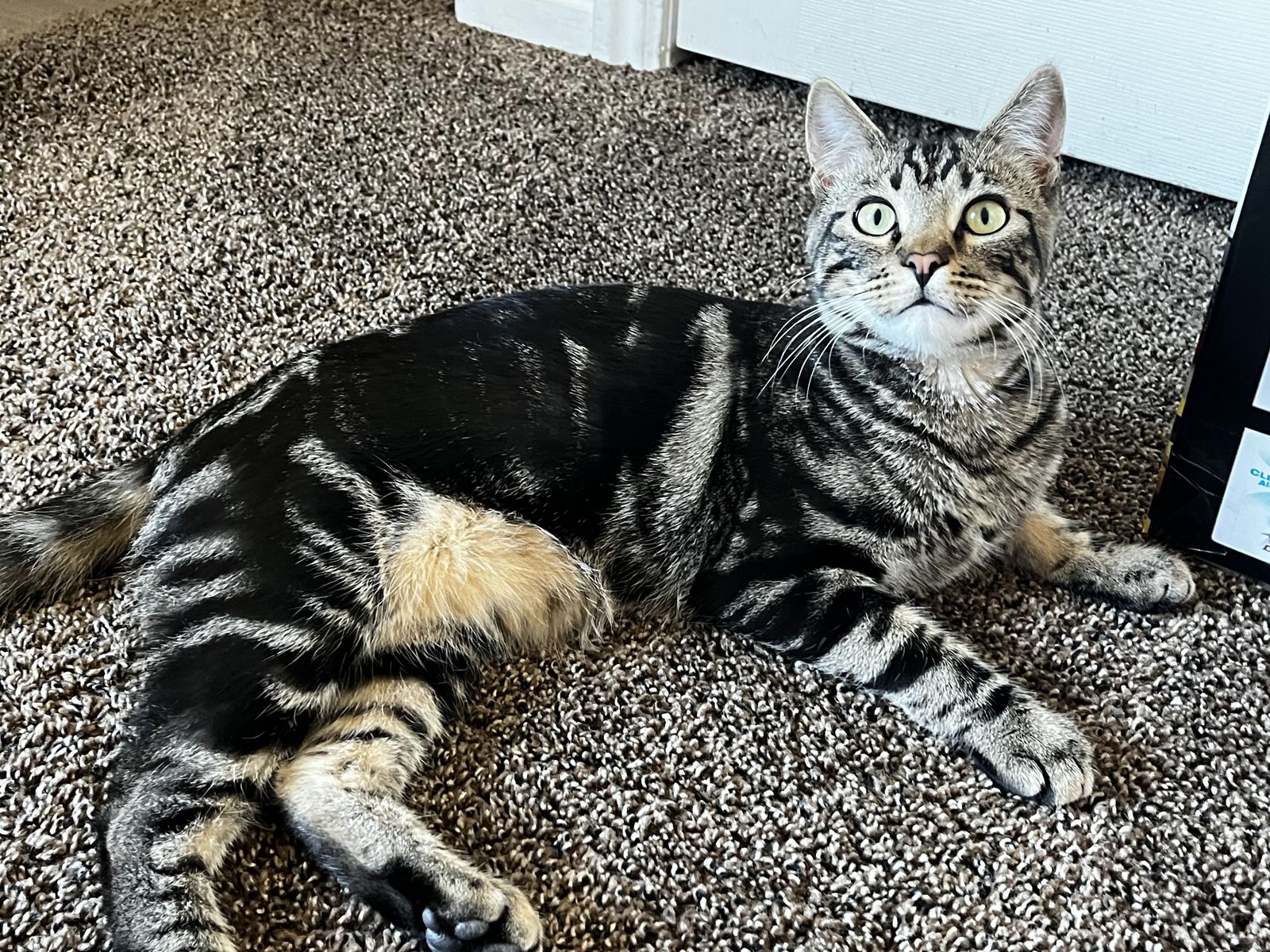 Tabby/bangle cat male