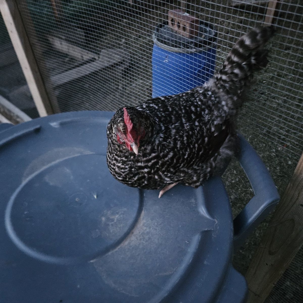 1 yochicken