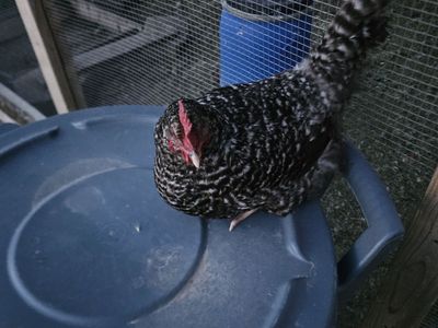 1 yochicken