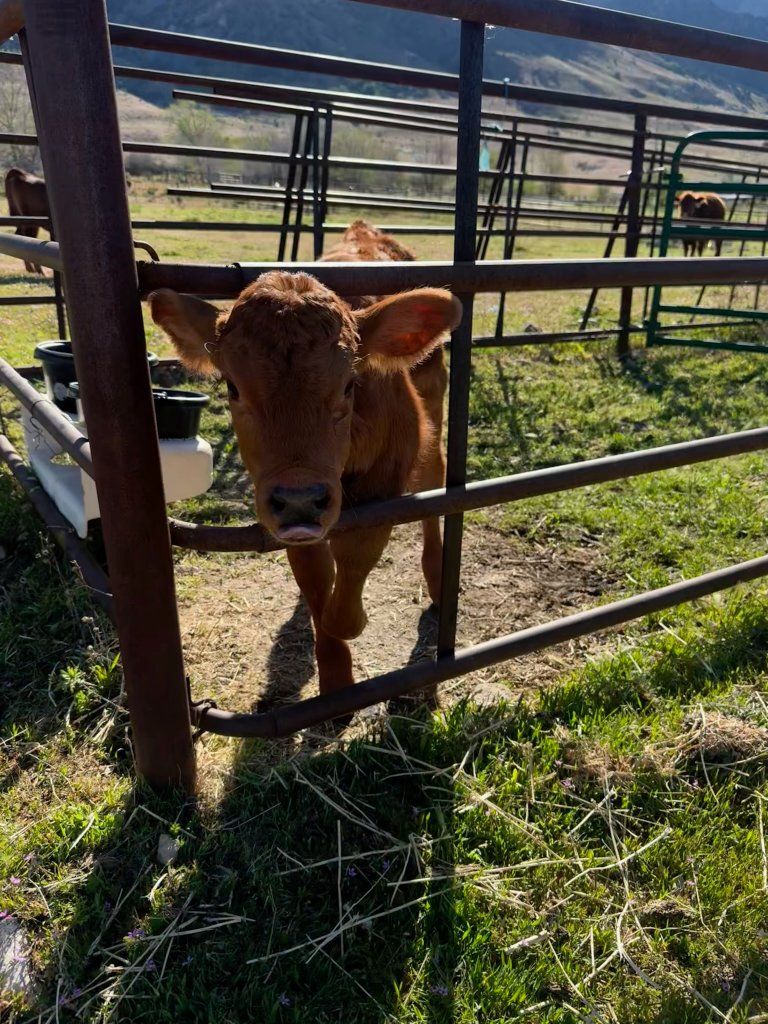 Red Angus Hiefer Calf