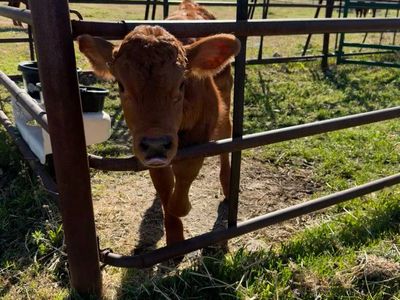 Red Angus Hiefer Calf