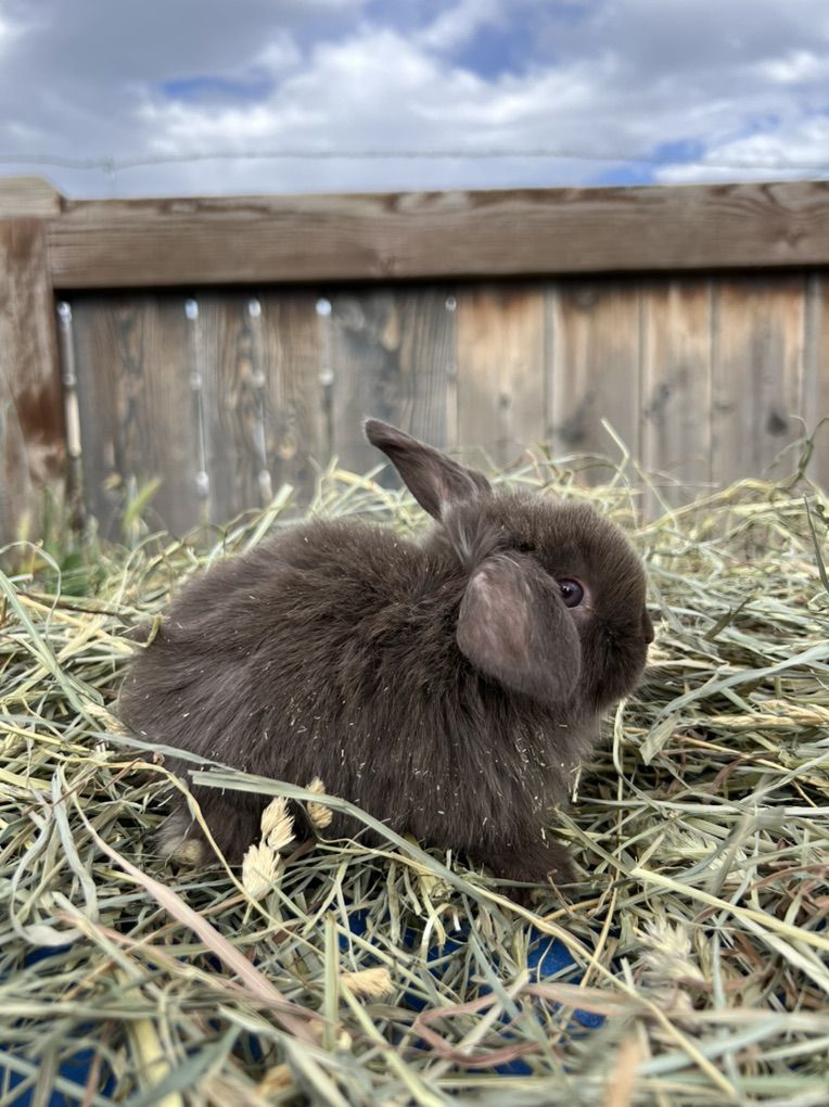 Chocolate Siamese Sable Holland Lop Doe