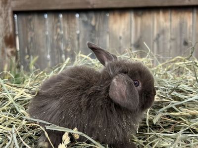 Chocolate Siamese Sable Holland Lop Doe