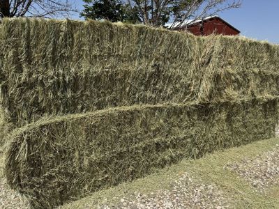 Grass hay