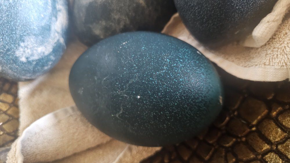 Fertilized Emu Eggs – Ready for Your Incubator!