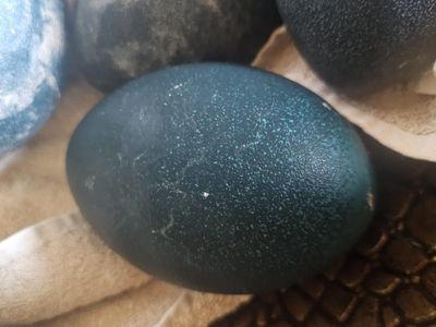 Fertilized Emu Eggs – Ready for Your Incubator!
