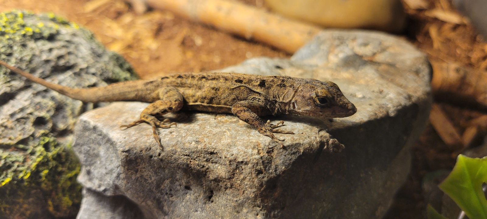 Cute Male Brown Bahaman Anole