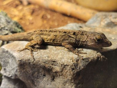 Cute Male Brown Bahaman Anole
