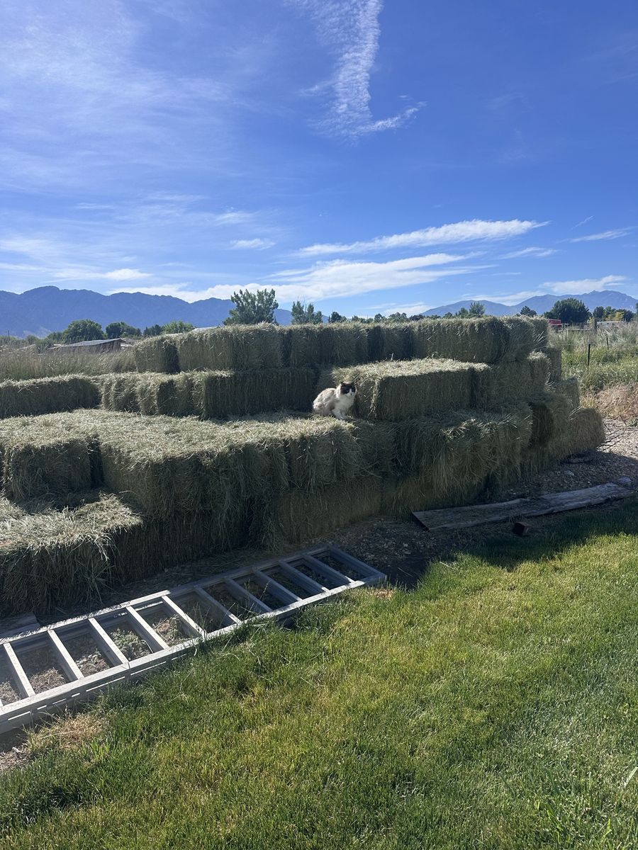 Grass Hay