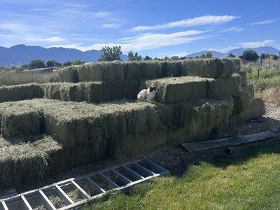 Grass Hay