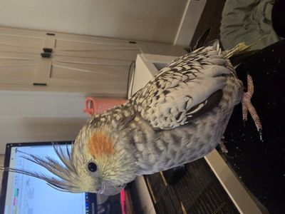 Young Cockatiel