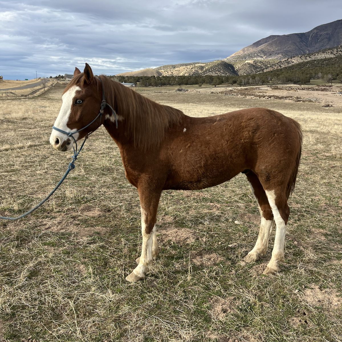 Three Year Old Gelding