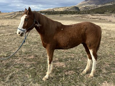 Three Year Old Gelding