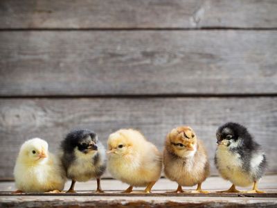Rainbow Laying Easter Chicks