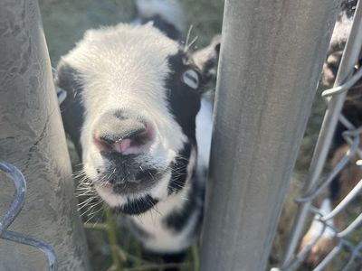 Nigerian dwarf doeling