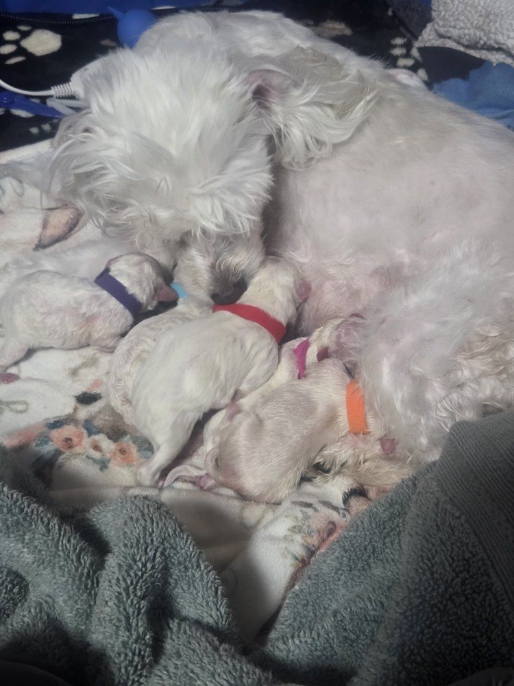 Maltese Puppies with Mother