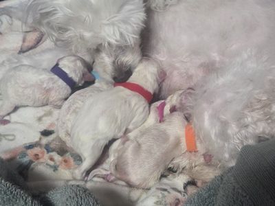 Maltese Puppies with Mother