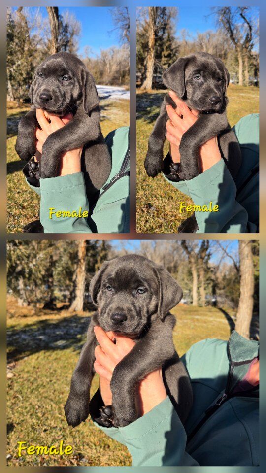 AKC Female Lab Puppies / Charcoal & Silver
