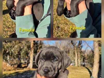 AKC Female Lab Puppies / Charcoal & Silver