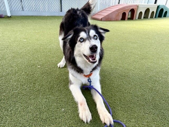 A155504 Onyx is Available for Adoption!