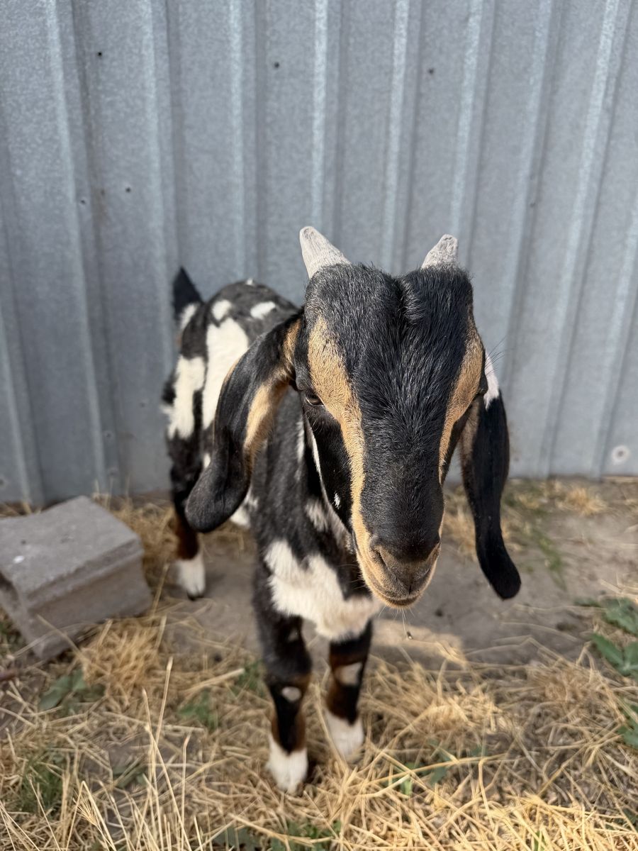 Boer Buckling for sale 