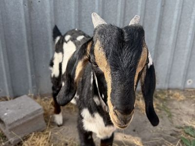 Boer Buckling for sale