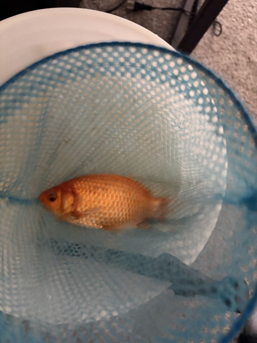 Goldfish