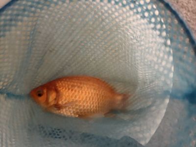 Goldfish