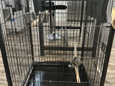 Bird Cage $100