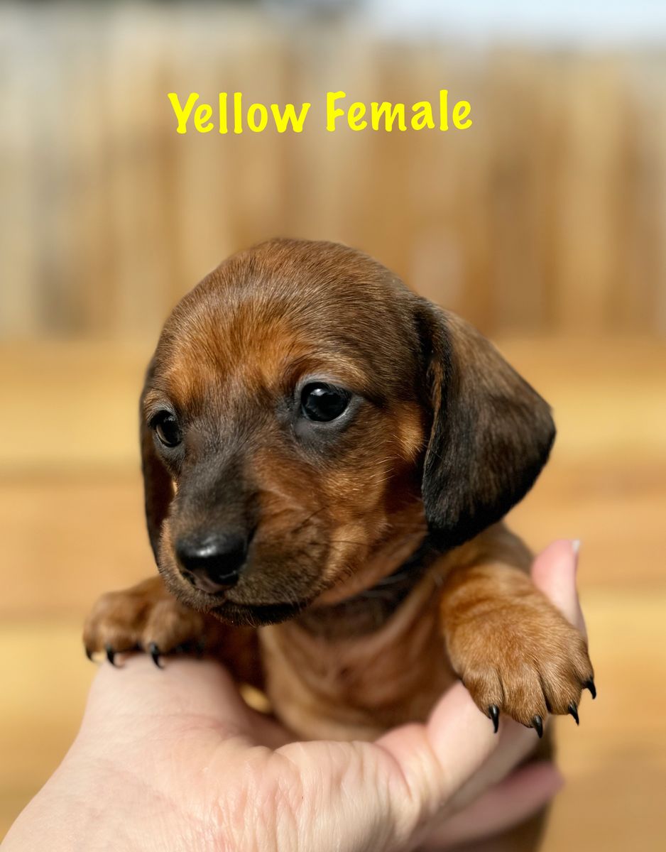 Miniature Dachshund Puppies- 3 LEFT!