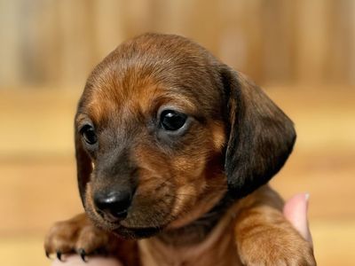 Miniature Dachshund Puppies- 3 LEFT!