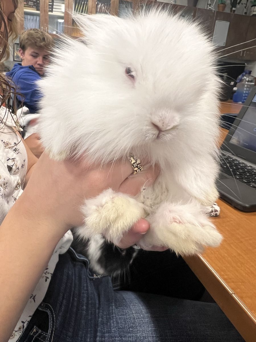 White male bunny