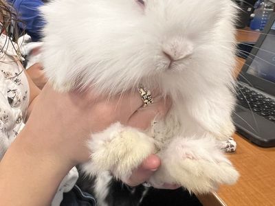 White male bunny