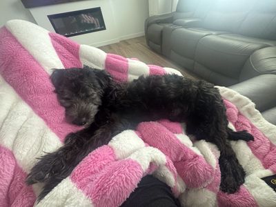 1 yr old Coton De Tulear Hypoallergenic