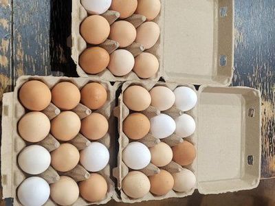 Fresh Farm Eggs