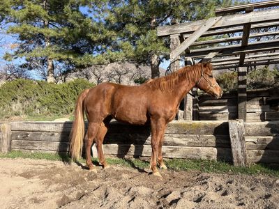 10 Year Old AQHA Gelding