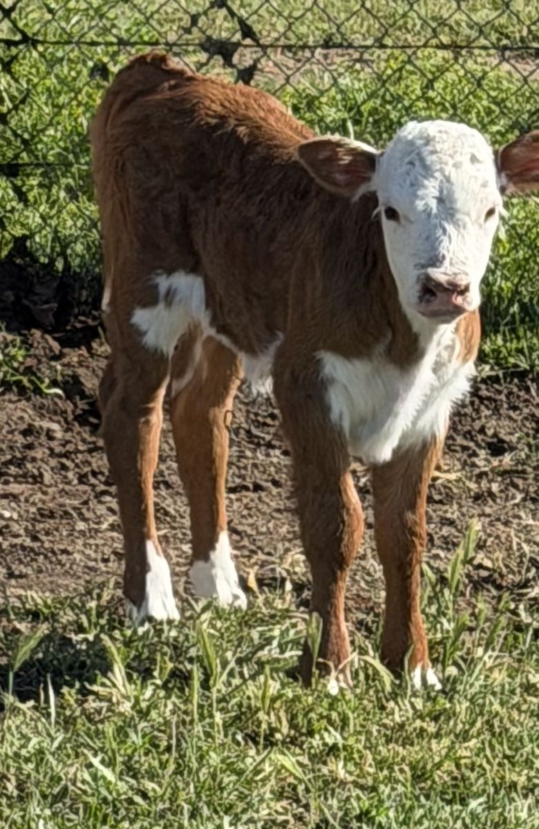 Heifer Calf