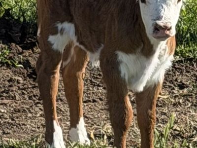Heifer Calf