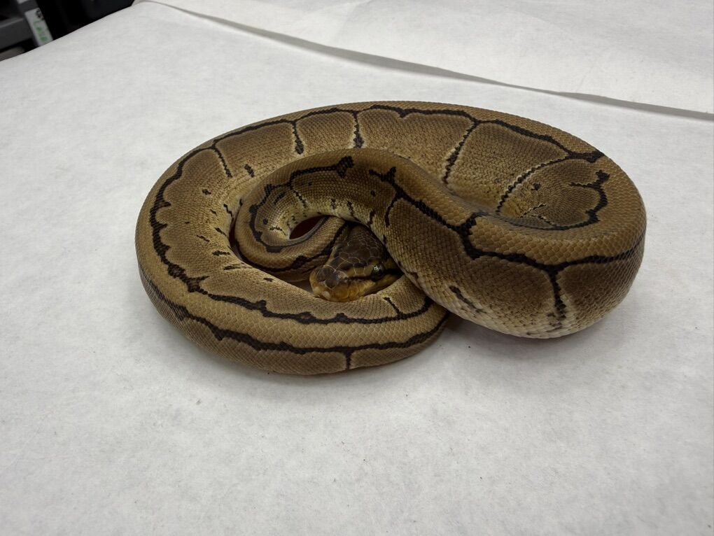 Pinstripe DH DG Pied