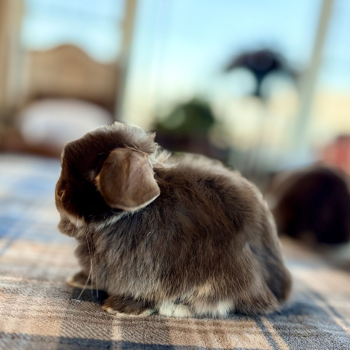 Chocolate Otter Holland Lop baby bunny