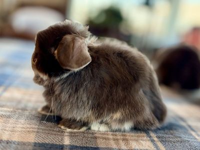 Chocolate Otter Holland Lop baby bunny