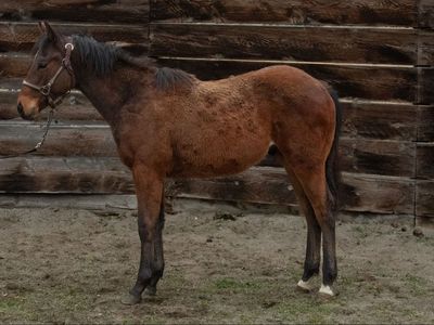 2025 AQHA Sunfrost/Running Bred gelding